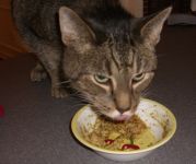 Cat eating 2008 MRE Entree, Vegetarian Lasagna 