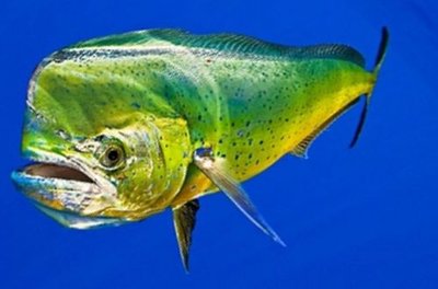 Mahi Mahi6.jpg