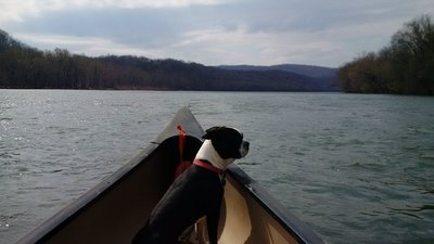 Buster on River 2016.jpg