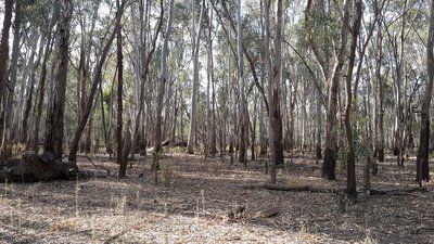 20160427_144108.jpg (788.37 KiB) Viewed 7844 times If you look closely, you can see the Yowie