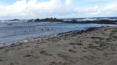 20140608_135537.jpg (444.32 KiB) Viewed 12574 times Pelicans in the lagoon