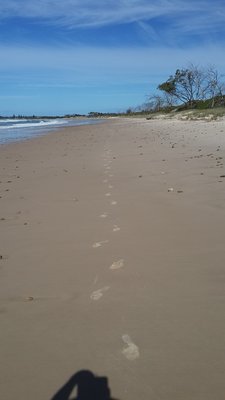 20150603_112630.jpg (247.08 KiB) Viewed 12460 times About 2km's up main beach, as you can see my footsteps are the only ones on the beach