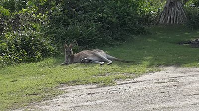 20150603_120740.jpg (502.34 KiB) Viewed 12460 times Two of the locals (thats not a fifth leg, its a near full grown Joey in the pouch). They are pretty quite around here as they are not hunted being its a national park. Best not to try to pet them though.