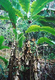 banana_tree.jpg