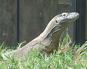 180px-Komododragon2.jpg