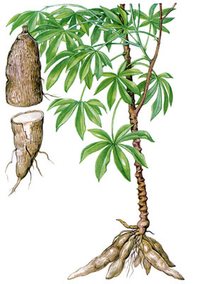 cassava.jpg