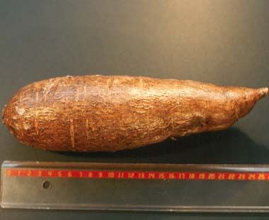 yuca.jpg