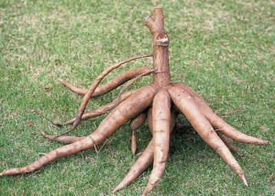 yucas2.jpg