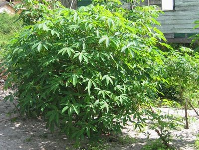 cassava-leaves.jpg