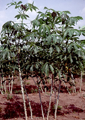 cassava04.jpg