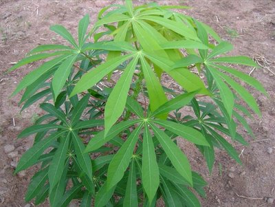 cassava tree.jpg