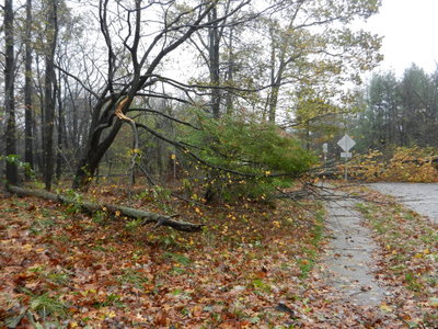 tree1.JPG