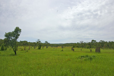 800px-Magnetic_Termite_Mounds.jpg