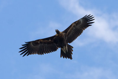 1024px-Wedge_tailed_eagle_in_flight04.jpg
