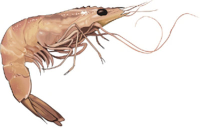 ShrimpPrawn.jpg
