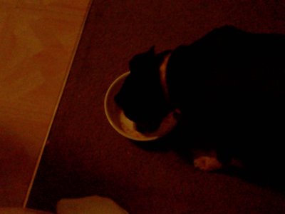 Even my dog liked it.